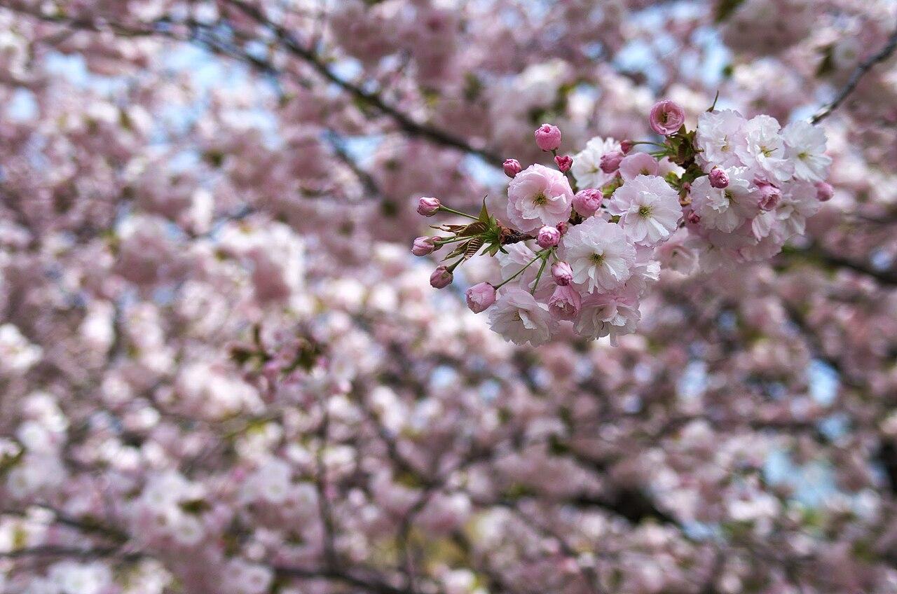 Cherry trees in bloom inside Shinjuku Gyoen, Tokyo