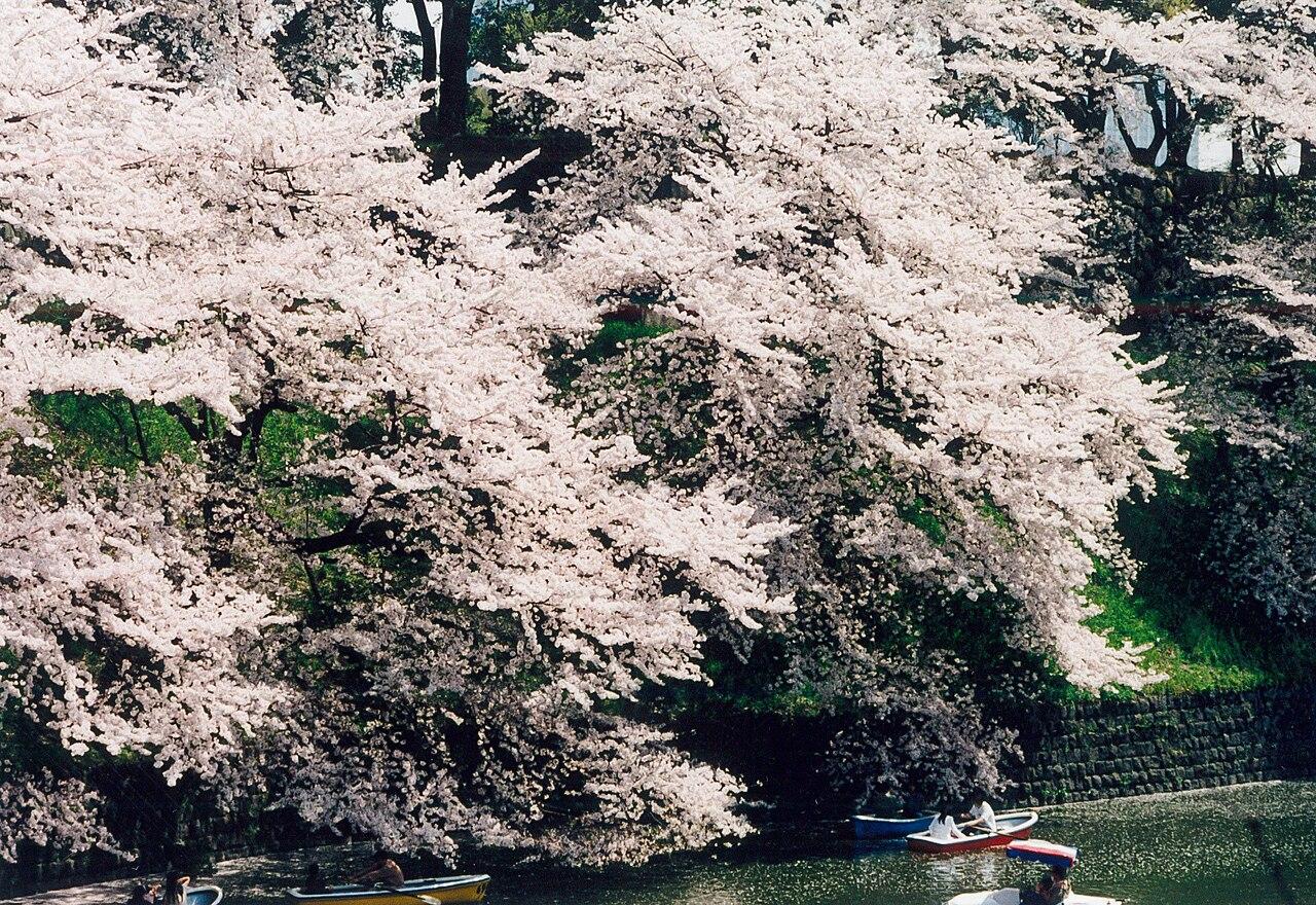 Rowboat and cherry trees along the Chidorigafuchi moat in Tokyo