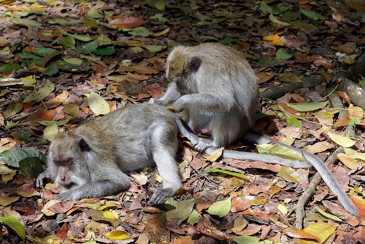 Long-tailed macaques grooming in Ubud Monkey Forest