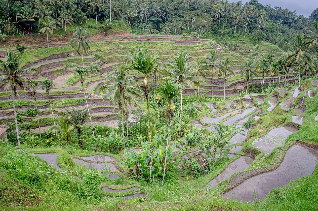 Tegallalang rice terraces in Bali