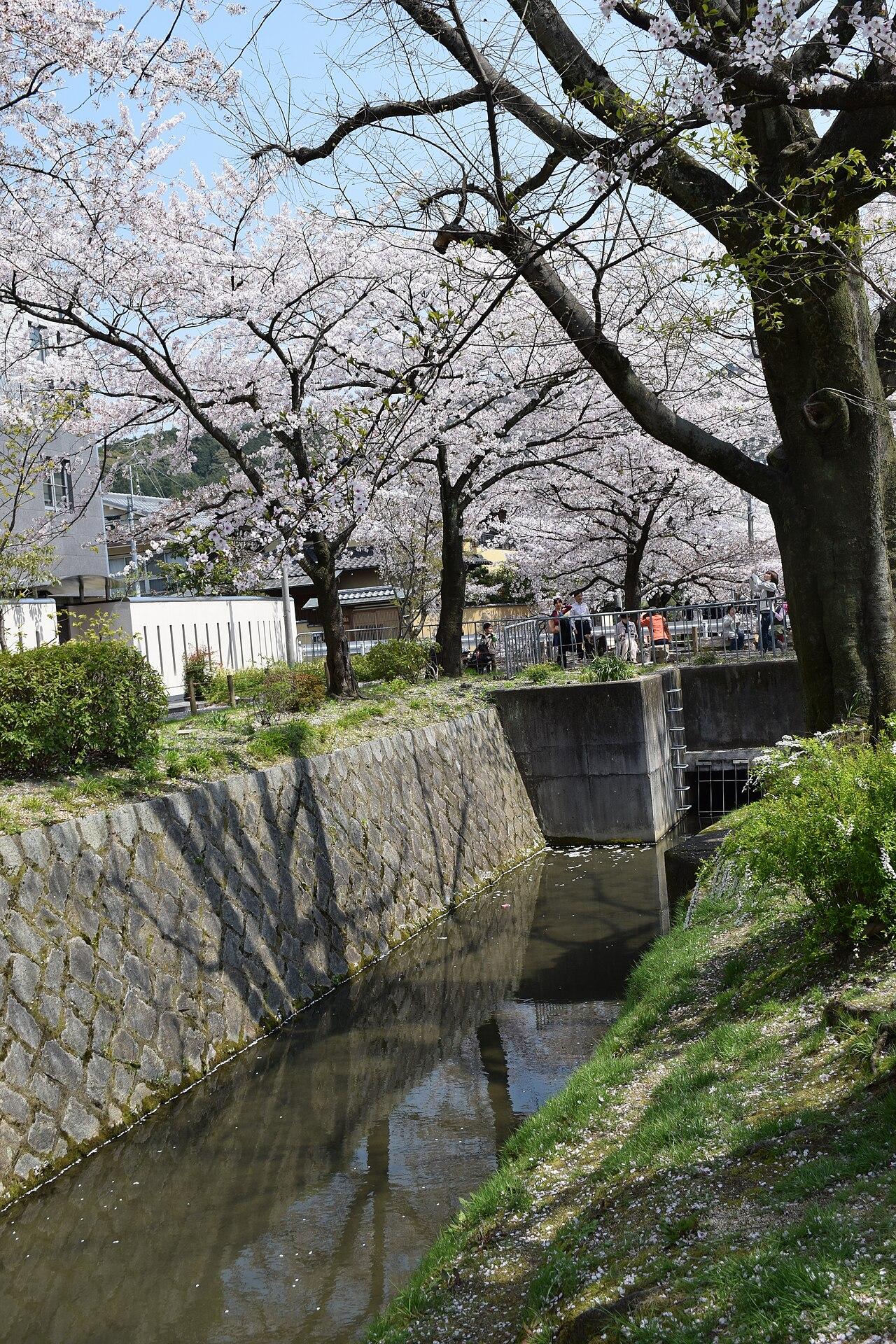 Philosopher's Path with cherry blossoms in Kyoto