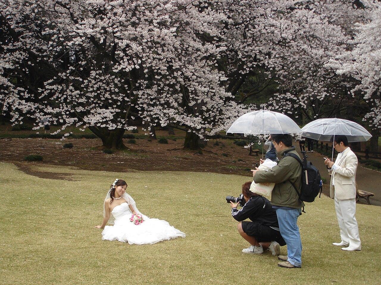 Cherry blossoms in full bloom in Tokyo