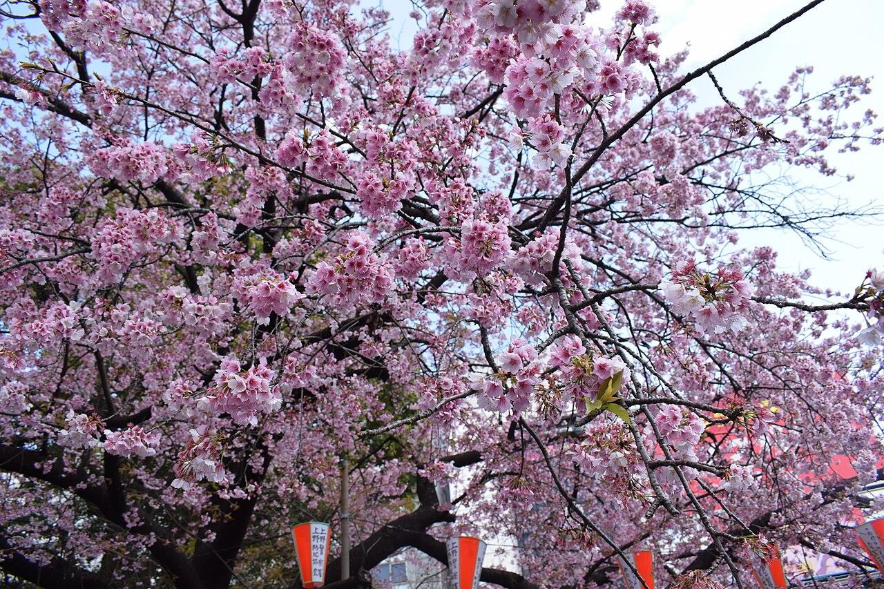 Cherry blossoms at Ueno Park in Tokyo