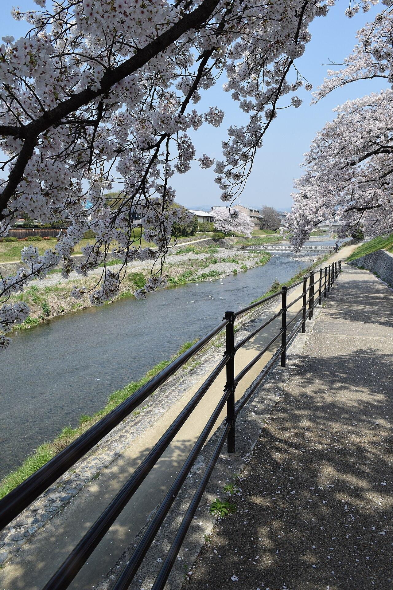 Cherry blossoms along a path in Kyoto
