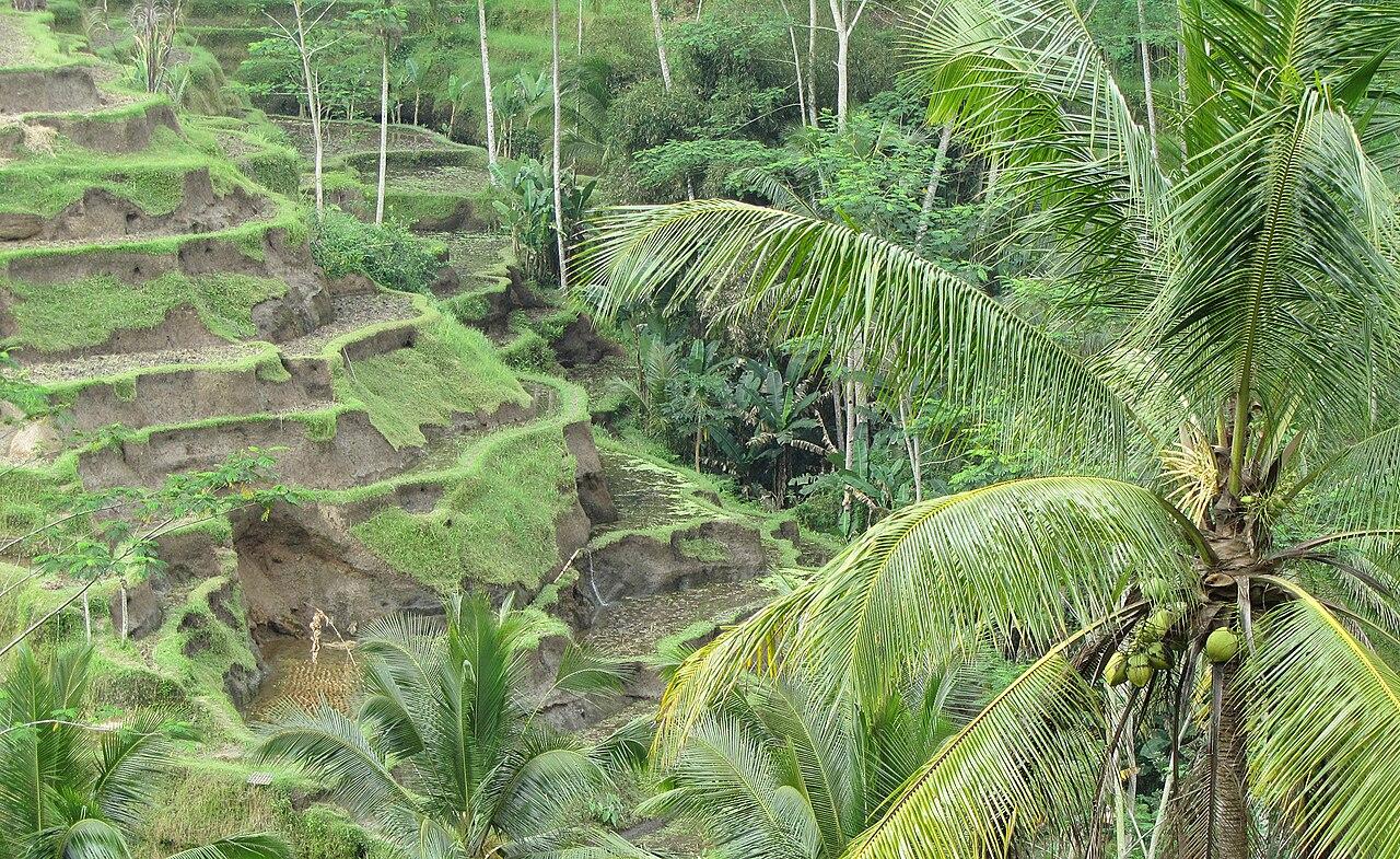 Tegallalang rice terraces in Bali