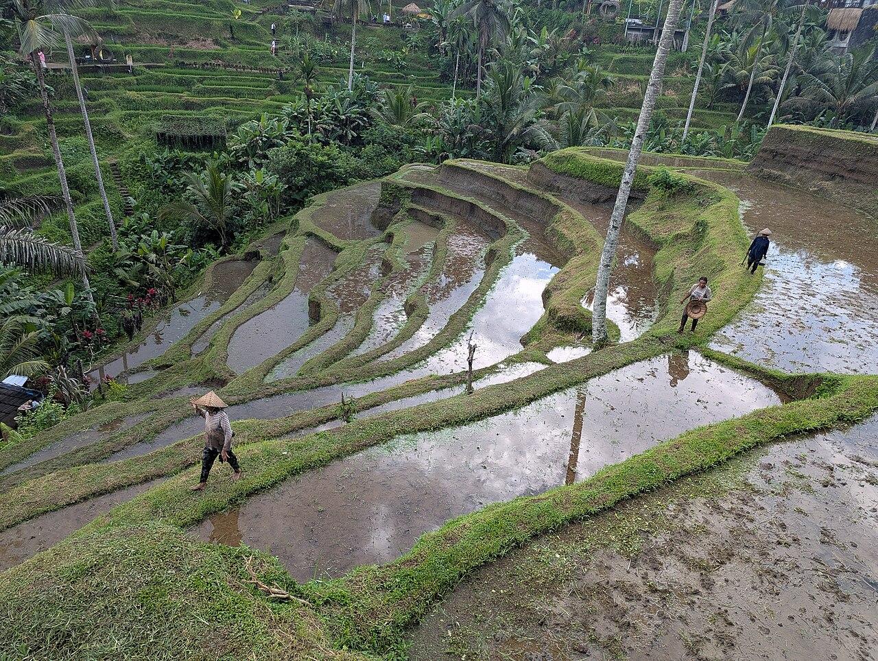 Green rice terraces at Tegallalang in Bali