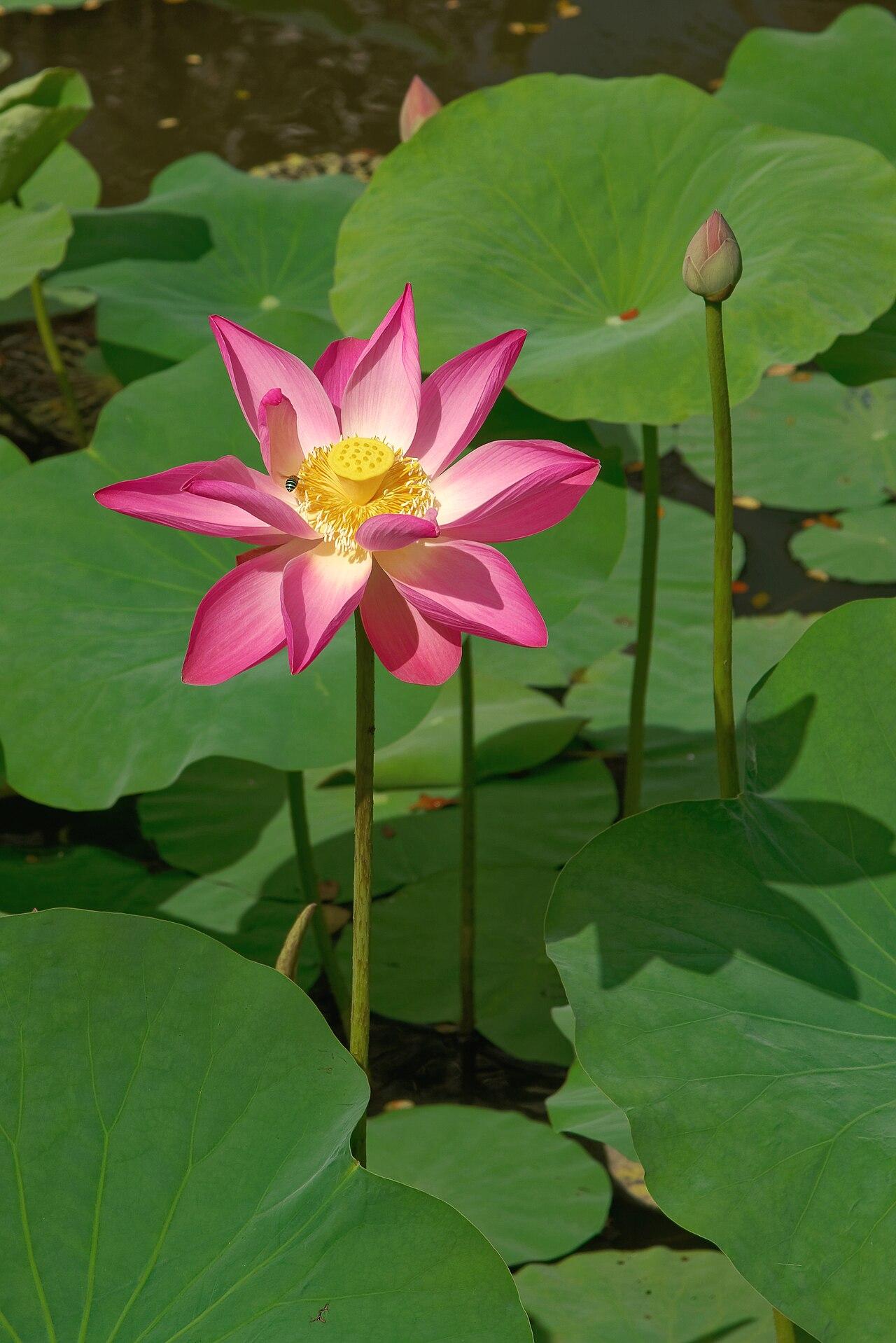 Lotus pond at a temple in Ubud, Bali