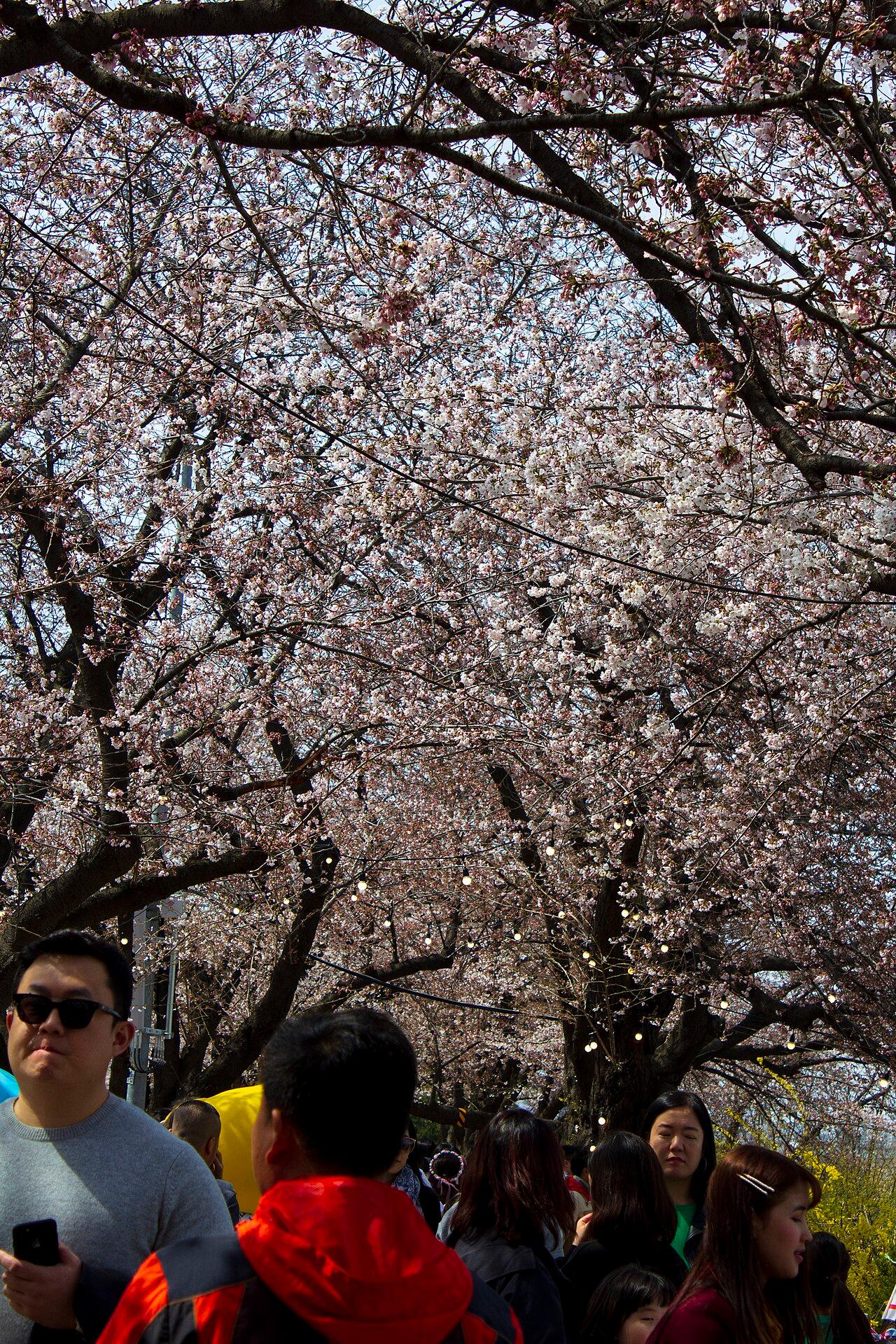 Cherry trees during the Yeouido spring flower festival in Seoul