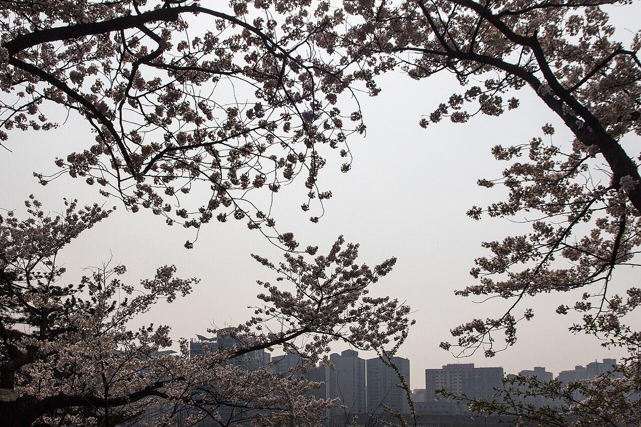 Cherry blossoms beside the path in Yeouido Park, Seoul
