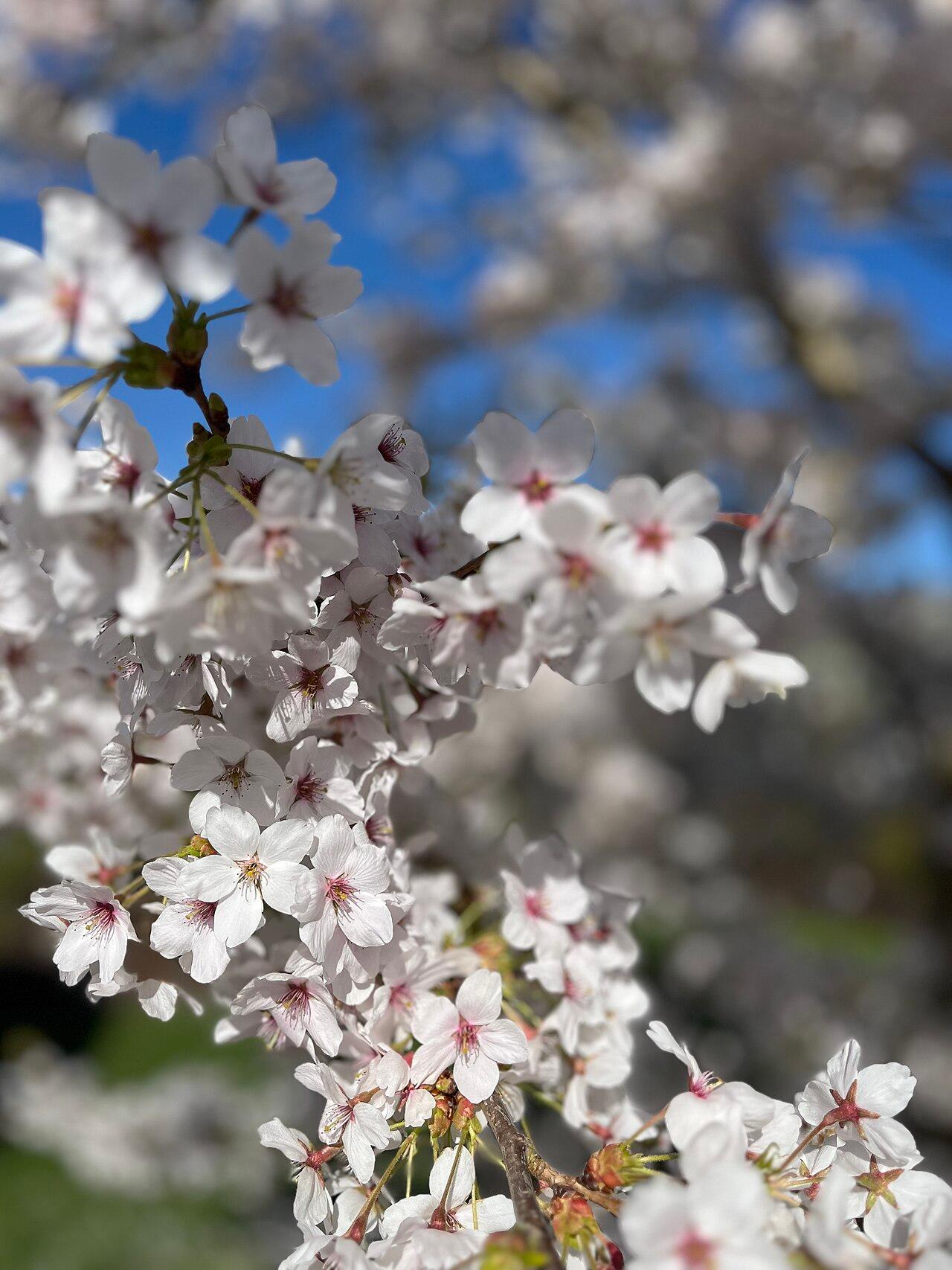 Cherry blossom in Kew Gardens, London