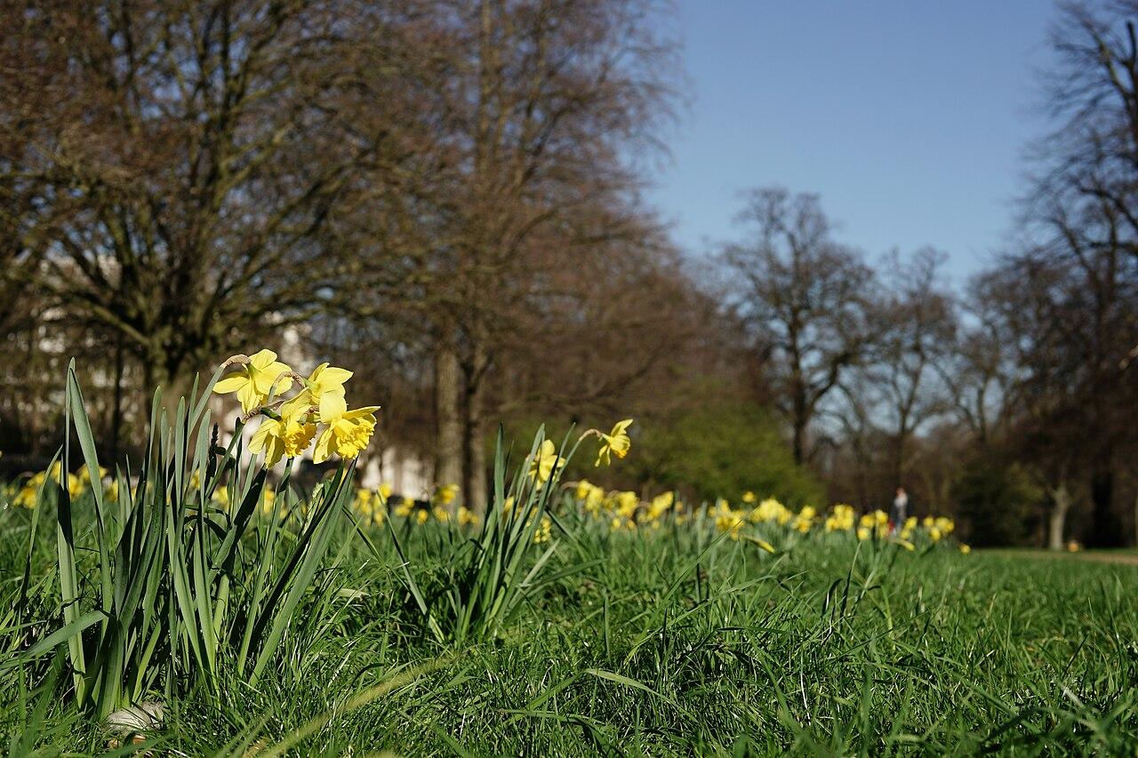 Spring trees in Hyde Park, London