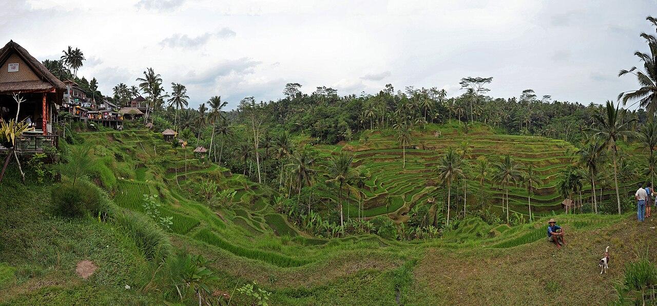 Rice terraces near Ubud in Bali