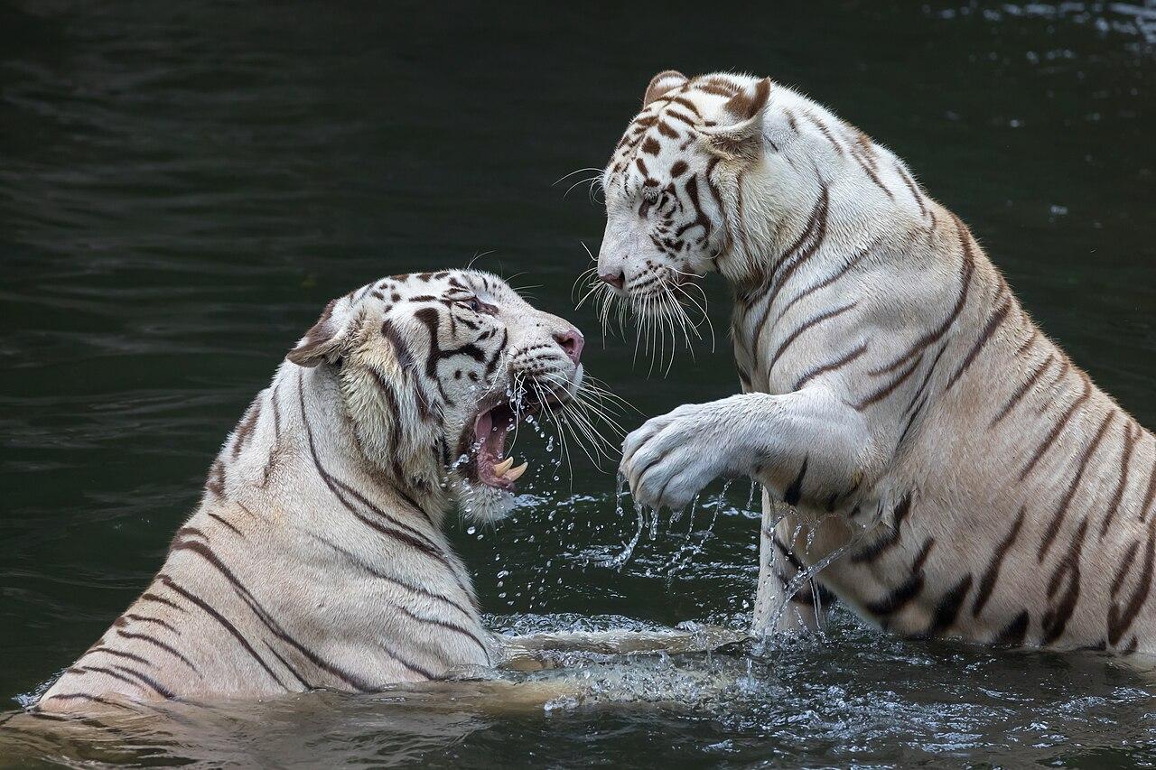 Two white tigers playing in water at Singapore Zoo